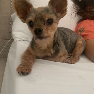 Meet your Posher, Perry